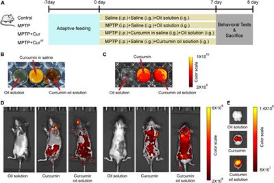 A novel curcumin oil solution can better alleviate the motor activity defects and neuropathological damage of a Parkinson’s disease mouse model